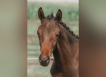 Zangersheider, Hingst, Föl (04/2024), Brun