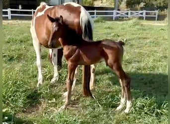 Zangersheider, Hingst, Föl (07/2024), Brun