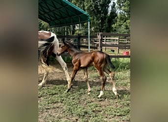 Zangersheider, Hingst, Föl (07/2024), Brun