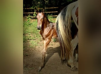 Zangersheider, Hingst, Föl (07/2024), Brun