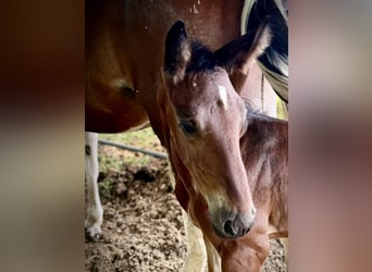 Zangersheider, Hingst, Föl (07/2024), Brun