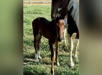 Zangersheider, Hingst, Föl (07/2024), Brun