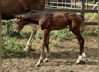 Zangersheider, Hingst, Föl (07/2024), Brun