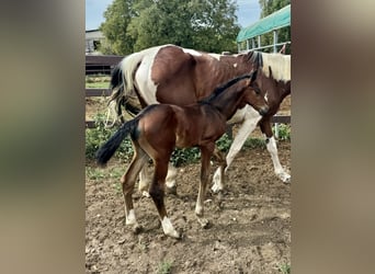 Zangersheider, Hingst, Föl (07/2024), Brun