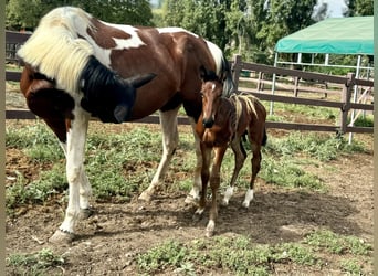 Zangersheider, Hingst, Föl (07/2024), Brun