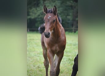 Zangersheider, Hingst, Föl (05/2024), Brun