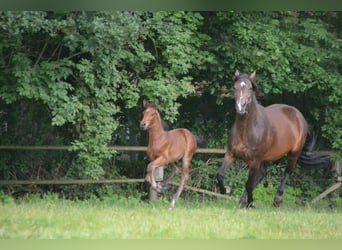 Zangersheider, Hingst, Föl (05/2024), Brun