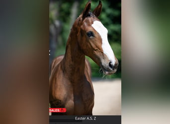 Zangersheider, Hingst, Föl (03/2024), Mörkbrun