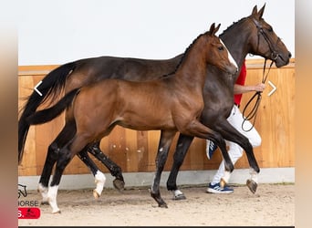 Zangersheider, Hingst, Föl (03/2024), Mörkbrun