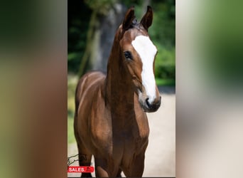 Zangersheider, Hingst, Föl (03/2024), Mörkbrun