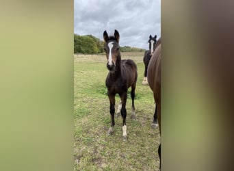 Zangersheider, Hingst, Föl (07/2024), Mörkbrun