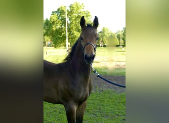 Zangersheider, Hingst, Föl (05/2023), Mörkbrun
