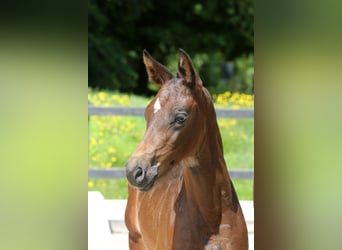 Zangersheider, Hingst, Föl (06/2024), Mörkbrun