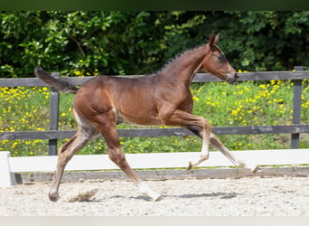 Zangersheider, Hingst, Föl (06/2024), Mörkbrun