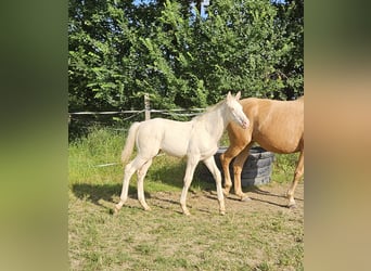 Zangersheider, Hingst, Föl (04/2024), Perlino