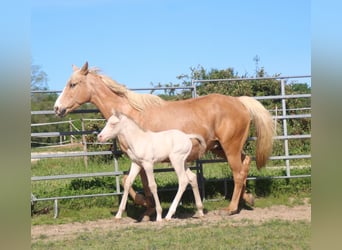 Zangersheider, Hingst, Föl (04/2024), Perlino