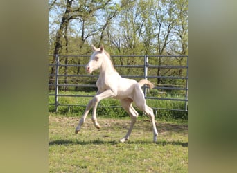 Zangersheider, Hingst, Föl (04/2024), Perlino