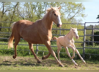 Zangersheider, Hingst, Föl (04/2024), Perlino