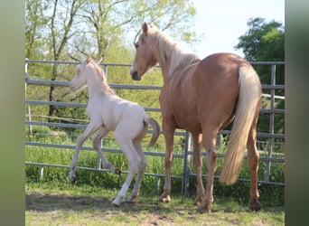 Zangersheider, Hingst, Föl (04/2024), Perlino