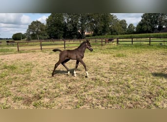 Zangersheider, Hingst, Föl (06/2024), Rökfärgad svart