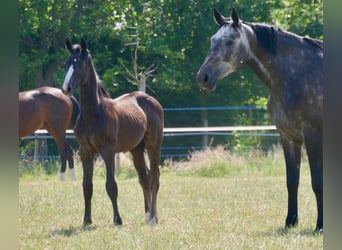 Zangersheider, Hingst, Föl (03/2023), Svart