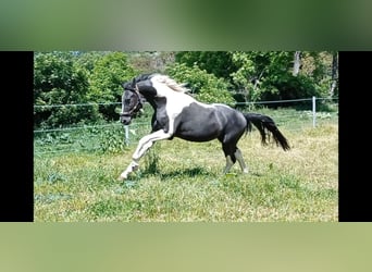 Zangersheider, Hingst, 3 år, 165 cm, Pinto