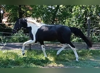 Zangersheider, Hingst, 3 år, 165 cm, Pinto