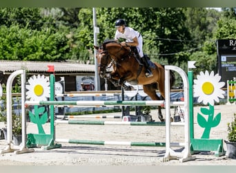 Zangersheider, Hongre, 10 Ans, 167 cm, Bai brun