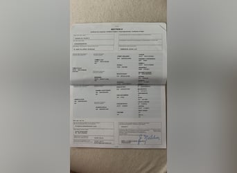 Zangersheider, Hongre, 10 Ans, 167 cm, Bai