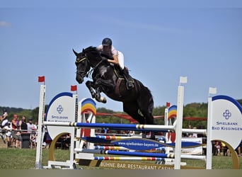 Zangersheider, Hongre, 10 Ans, 168 cm, Noir
