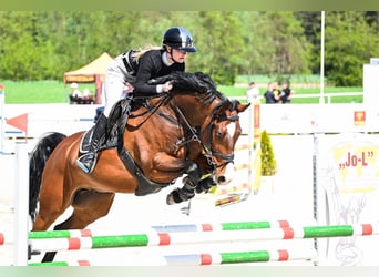 Zangersheider, Hongre, 10 Ans, 169 cm, Bai cerise