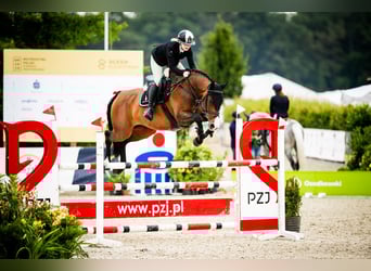 Zangersheider, Hongre, 10 Ans, 169 cm, Bai cerise