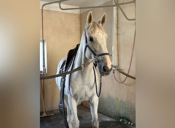 Zangersheider, Hongre, 10 Ans, 169 cm, Gris