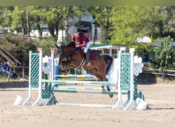 Zangersheider, Hongre, 11 Ans, 163 cm, Bai