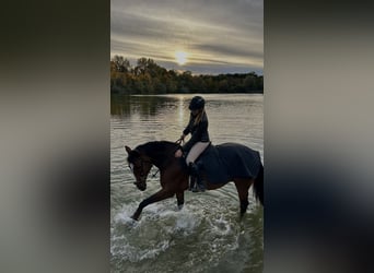 Zangersheider, Hongre, 11 Ans, 163 cm, Bai