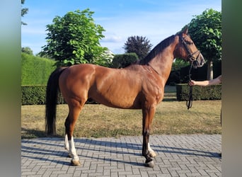 Zangersheider, Hongre, 11 Ans, 164 cm, Bai brun