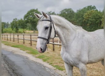Zangersheider, Hongre, 11 Ans, 169 cm, Gris