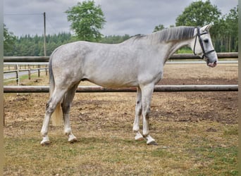 Zangersheider, Hongre, 11 Ans, 169 cm, Gris