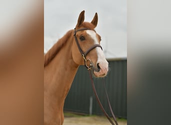 Zangersheider, Hongre, 11 Ans, 174 cm, Alezan