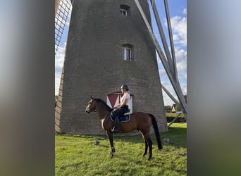 Zangersheider, Hongre, 12 Ans, 160 cm, Bai