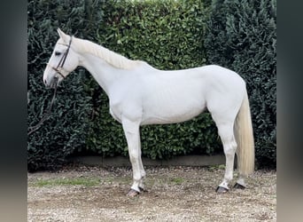 Zangersheider, Hongre, 12 Ans, 165 cm, Rouan bleu