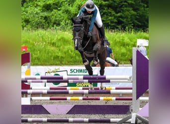 Zangersheider, Hongre, 12 Ans, 170 cm, Bai brun foncé