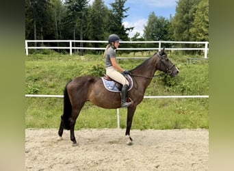 Zangersheider, Hongre, 13 Ans, 163 cm, Bai