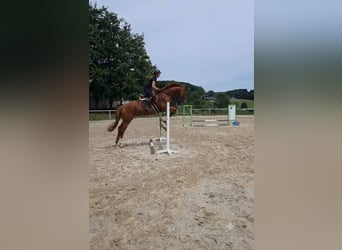 Zangersheider, Hongre, 13 Ans, 165 cm, Alezan