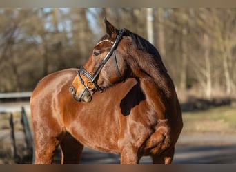 Zangersheider, Hongre, 13 Ans, 169 cm