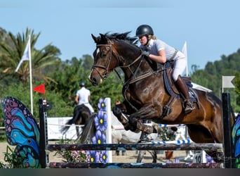 Zangersheider, Hongre, 14 Ans, 168 cm, Bai brun