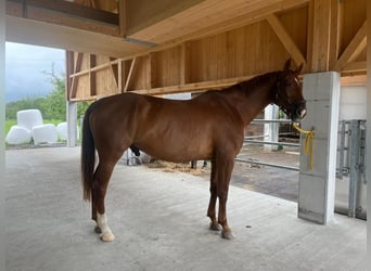 Zangersheider, Hongre, 15 Ans, 171 cm