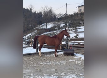 Zangersheider, Hongre, 16 Ans, 163 cm, Alezan brûlé
