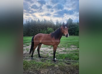 Zangersheider, Hongre, 2 Ans, 163 cm, Bai cerise
