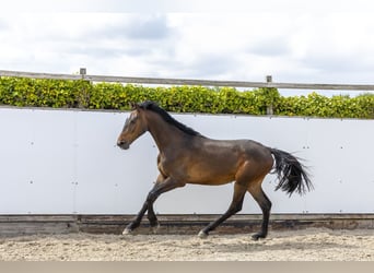 Zangersheider, Hongre, 2 Ans, 168 cm